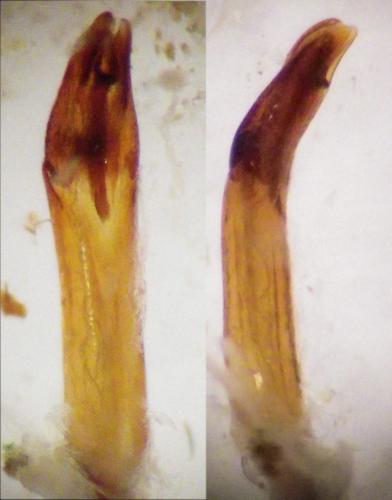 Dryops auriculatus